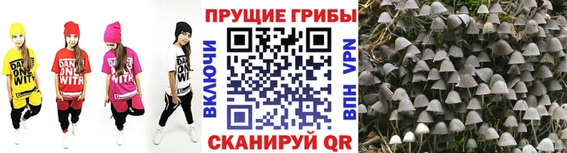 Псилоцибиновые грибы Cubensis  Починок 